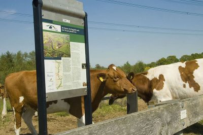 koeien zoeken de weg