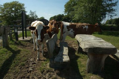 koeien bij de reggebrug